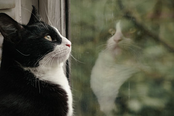 funny cat and its reflection in the window