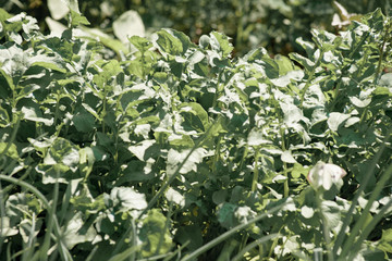bed with rocket salad