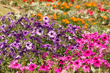 flowers on a city flowerbed