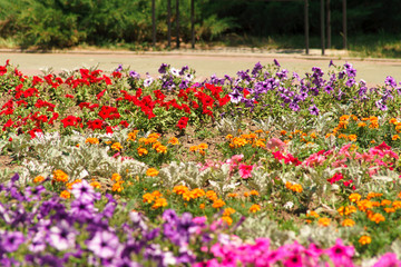 Obraz premium flowers on a city flowerbed
