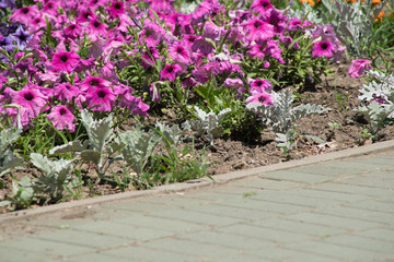 flowers on a city flowerbed
