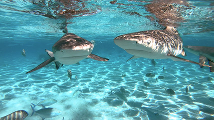 snorkeling in a lagoon with sharks, French Polynesia
