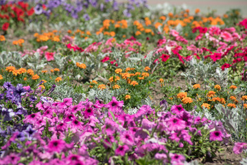 flowers on a city flowerbed