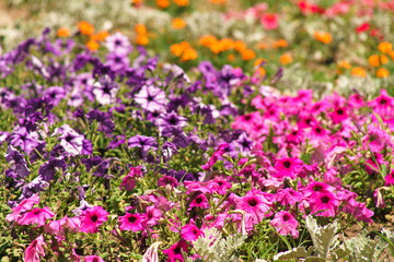 Obraz premium flowers on a city flowerbed