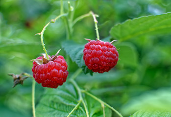 Close-up of the ripe raspberry in the fruit garden