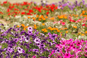 flowers on a city flowerbed