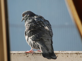 The dove sits on a parapet