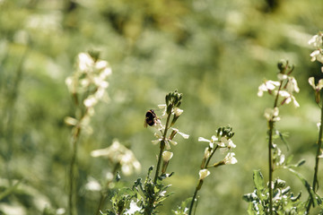 bumblebee on blossoming arugula