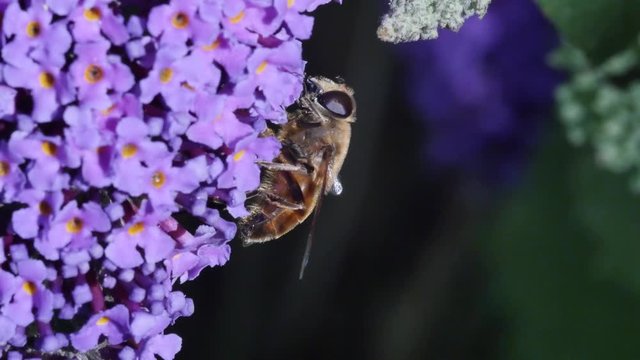 abeille en gros plan butinant(4k video)