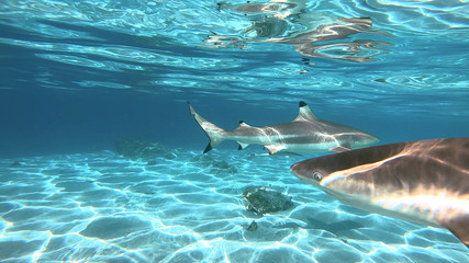 snorkeling in a lagoon with sharks, French Polynesia