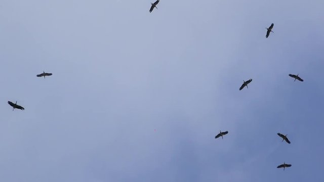 Dark birds flying on blue sky