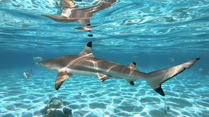 snorkeling in a lagoon with sharks, French Polynesia - 214341304