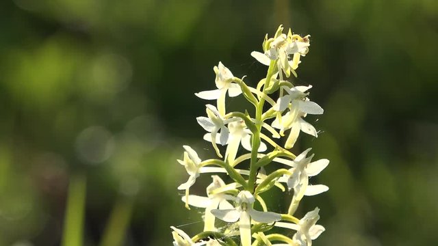 Macro of Lesser butterfly orchid (Platanthera bifolia) white flower