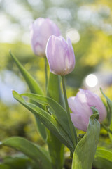 Pink tulips in garden flowerbed with soft background