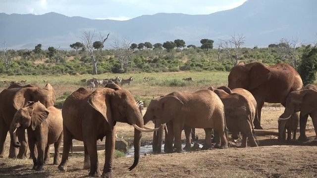 Kenya. Tsavo National Park. Elephants came to the watering place