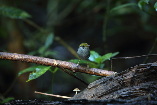 Grey-bellied tesia (Tesia cyaniventer) in Dalat, Vietnam