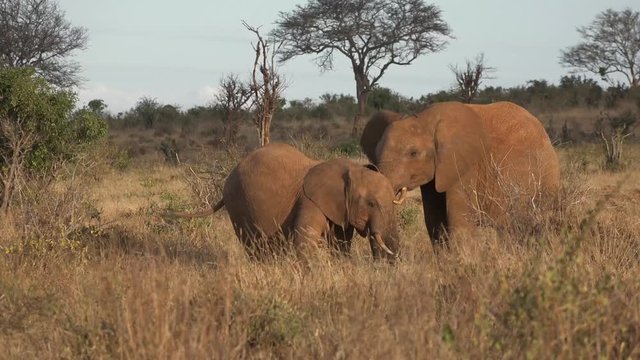 Kenya. Tsavo National Park. Love games for elephants
