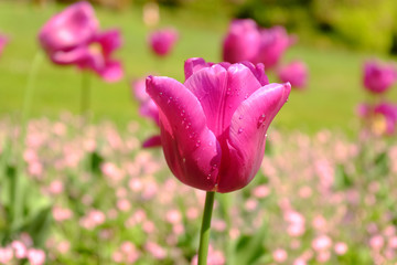 Colorful pink tulip flowering in the garden with green grass landscape at sunny summer day with blurred background