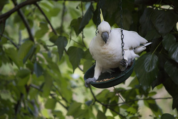 Cockatoo Balancing in Birdfeeder