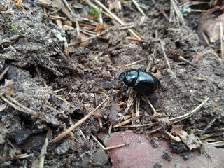 black beetle