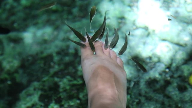Рыба гарра руфа щиплет ноги взрослого человека в пещерном озере в сенате Мексика