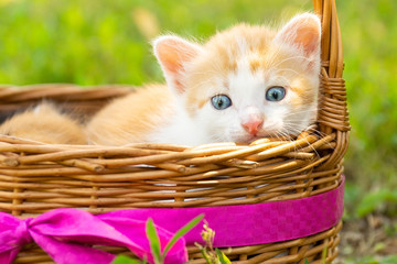 Fototapeta na wymiar A small red kitten