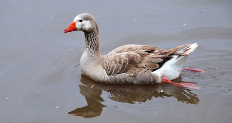 close-up of swimming goose
