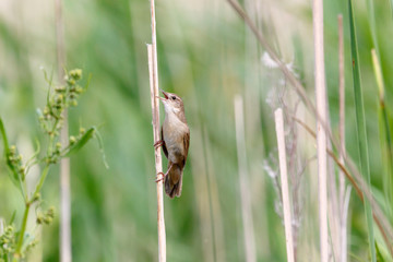 Savi's Warbler (Locustella luscinioides)