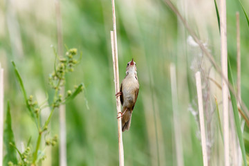 Savi's Warbler (Locustella luscinioides)