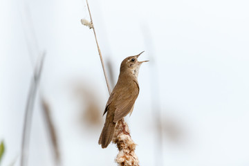 Savi's Warbler (Locustella luscinioides)