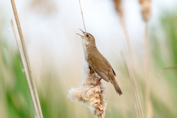 Savi's Warbler (Locustella luscinioides)