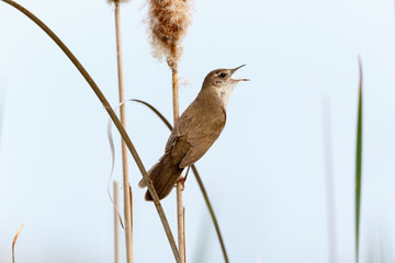 Savi's Warbler (Locustella luscinioides)