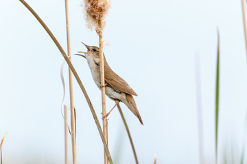 Savi's Warbler (Locustella luscinioides)