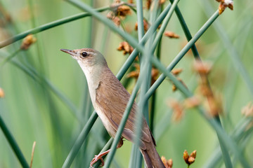 Savi's Warbler (Locustella luscinioides)