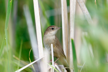 Savi's Warbler (Locustella luscinioides)