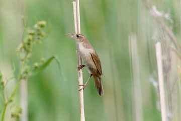 Savi's Warbler (Locustella luscinioides)