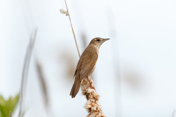 Savi's Warbler (Locustella luscinioides)