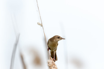 Savi's Warbler (Locustella luscinioides)