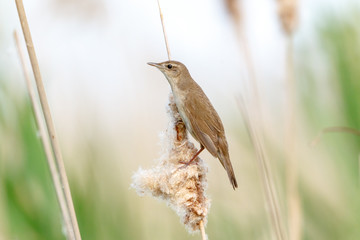 Savi's Warbler (Locustella luscinioides)