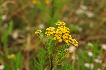 button-like yellow flowers of a tansy
