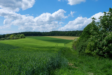 Fototapeta na wymiar Grüne Getreidefelder und blauer Himmel mit Wolken