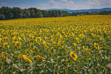 Field of sunflowers in Poland
