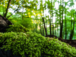 moss with sunrays casting through the trees