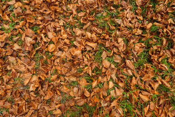Autumn fallen beech leaves in the grass.