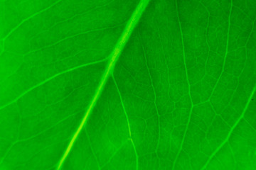 Close-up of a green leaf. Texture.