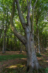 gespensterwald