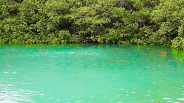 Зеленое озеро дождь, плавающие листья, Каса сенот, Ривьера Майя, Мексика