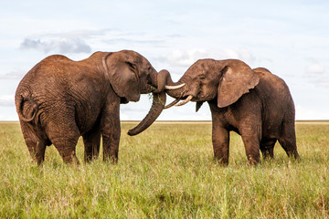 Naklejka na ściany i meble Two bull elephants on the plains in the green season in Serengeti National Park in Tanzania 