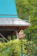 Young eagle owl with big orange eyes sitting on fence against metal constraction tower in spa town Bad Ems, Germany.