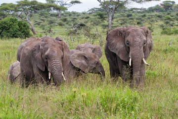 Elephant family in the high grass of a riverbed in the green season in Serengeti National Park in Tanzania 